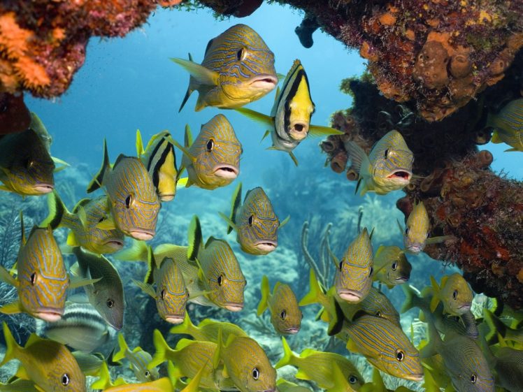 animals, Fishes, Tropical, Underwater, Water, Sea, Ocean, Life, Reef, Coral, Sand, Eyes, Color, Detail, Rocks, Nature HD Wallpaper Desktop Background