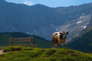landscapes, Nature, Animals, Cows