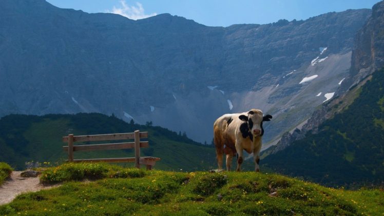 landscapes, Nature, Animals, Cows HD Wallpaper Desktop Background
