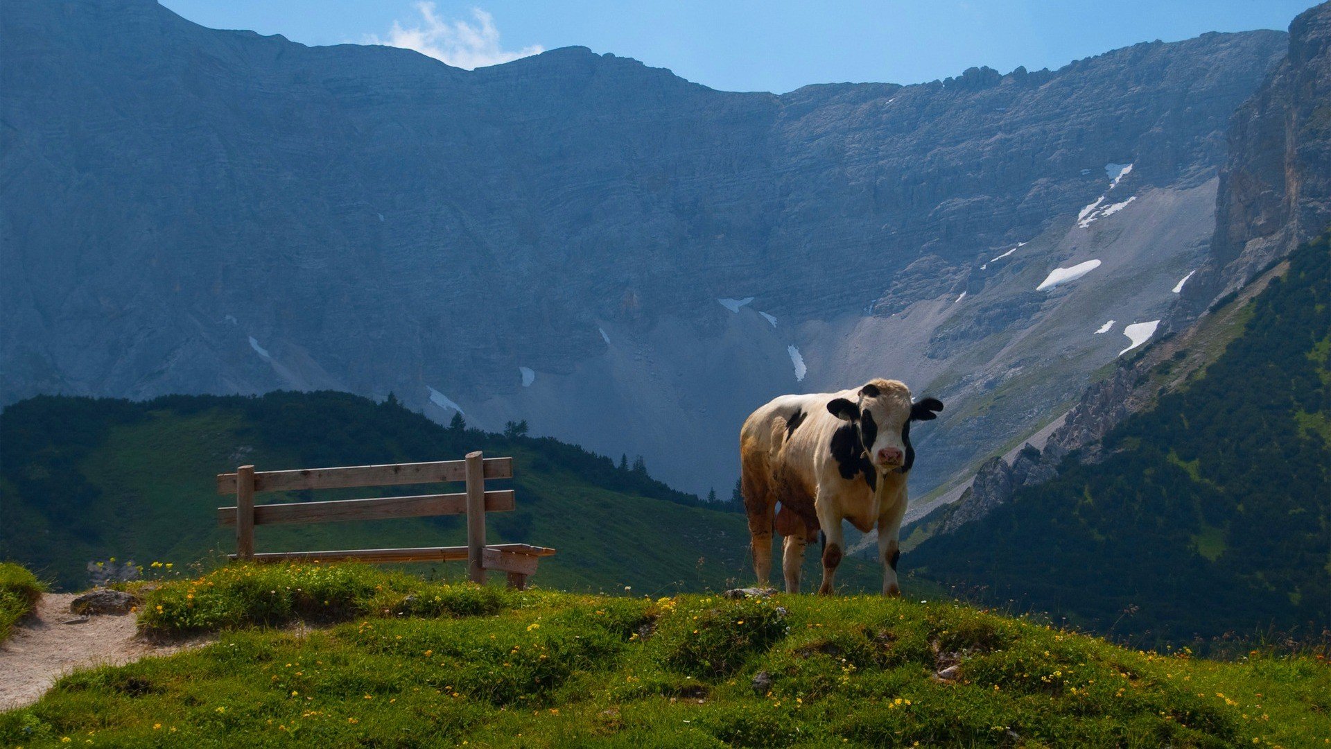 landscapes, Nature, Animals, Cows Wallpaper