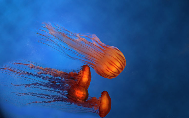 animals, Jellyfish, Sea, Ocean, Life, Nature, Color, Bright, Contrast, Underwater, Water HD Wallpaper Desktop Background