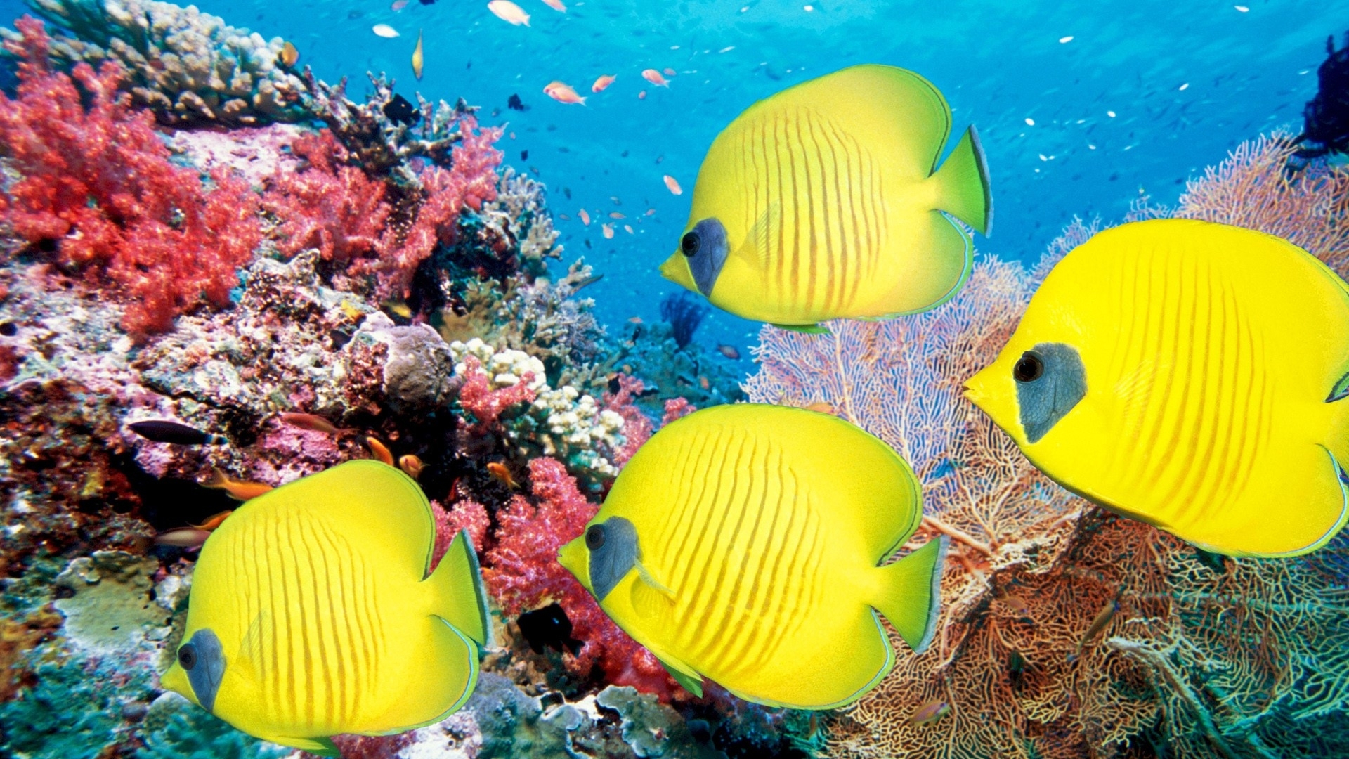 animals, Fishes, Ocean, Sea, Life, Tropical, Underwater, Water, Color, Yellow, Bright, Reef, Coral, Eyes Wallpaper