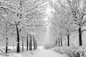 winter, Snow, Trees, Parks