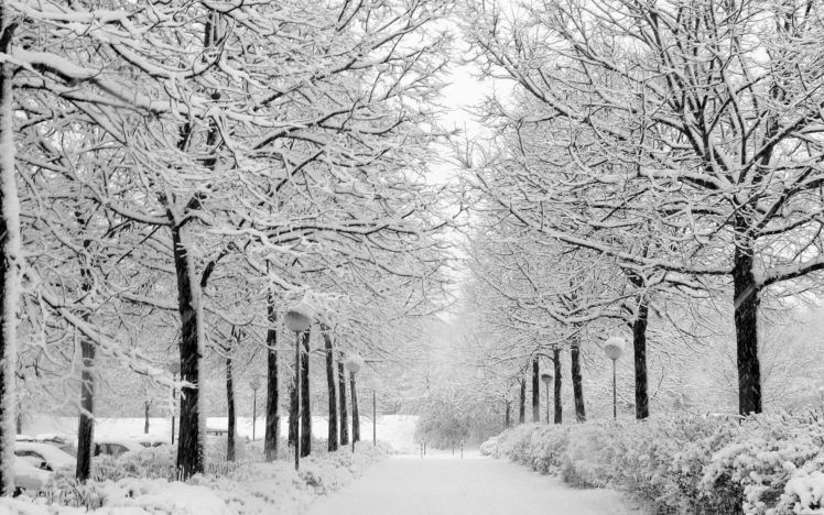 winter, Snow, Trees, Parks HD Wallpaper Desktop Background