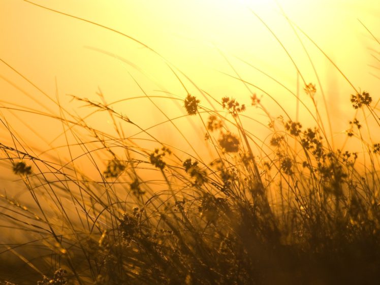 grass, Wind, Orange, Sun, Sunray HD Wallpaper Desktop Background