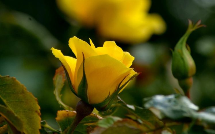 flowers, Roses, Yellow, Flowers HD Wallpaper Desktop Background