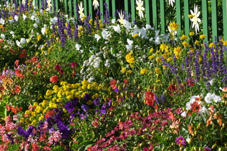 nature, Flowers, Plants, Fence, Color, Petals, Leaves, Spring HD Wallpaper Desktop Background