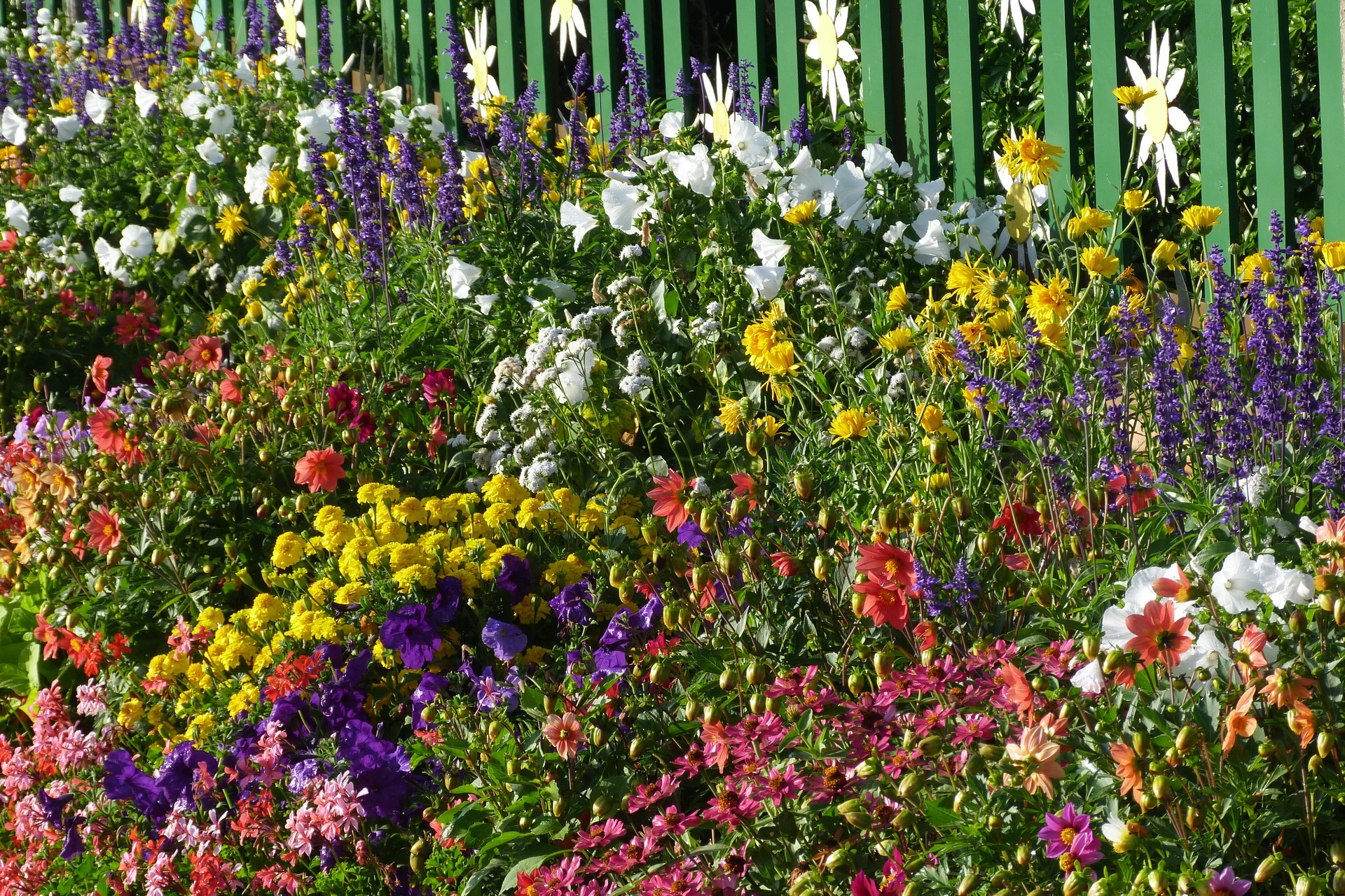 nature, Flowers, Plants, Fence, Color, Petals, Leaves, Spring Wallpaper