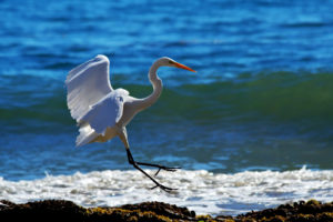 animals, Birds, Cranes, Herons, Flight, Fly, Beaches, Shore, Ocean, Sea, Lakes, Wildlife, Feathers, Waves, Foam, Sunlight
