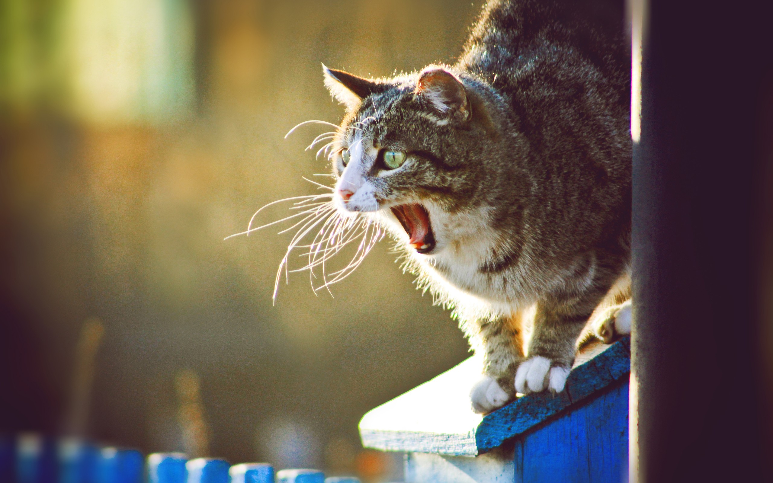 cat, Yawn Wallpaper