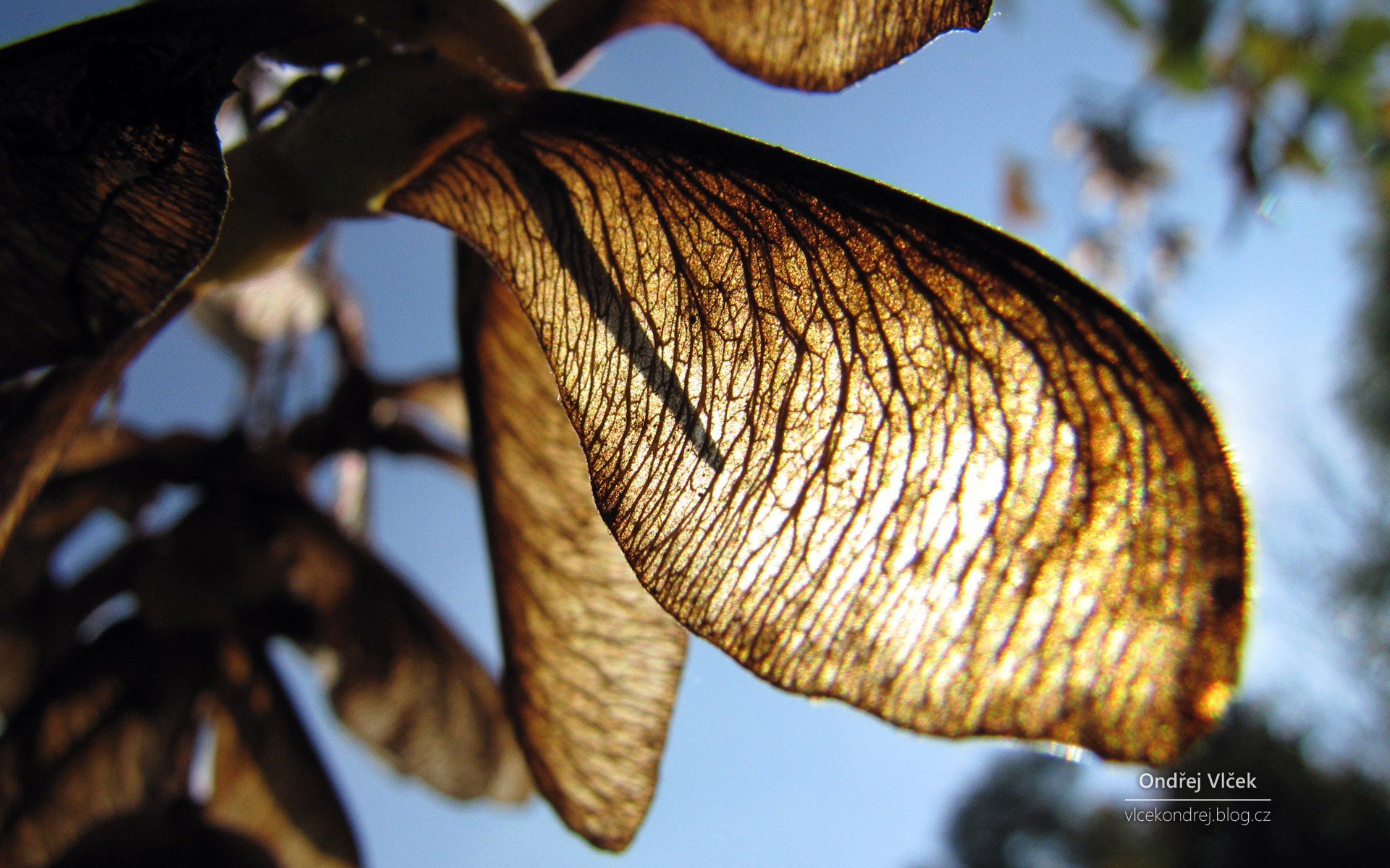 trees, Leaves Wallpaper