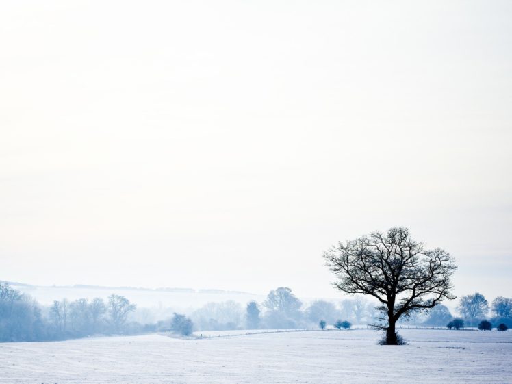 landscapes, Winter, Snow, Trees, White, Cold, Seasons, Lonely, Tranquility HD Wallpaper Desktop Background