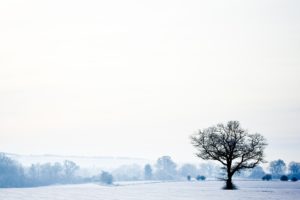 landscapes, Winter, Snow, Trees, White, Cold, Seasons, Lonely, Tranquility