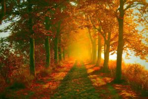nature, Autumn, Paths