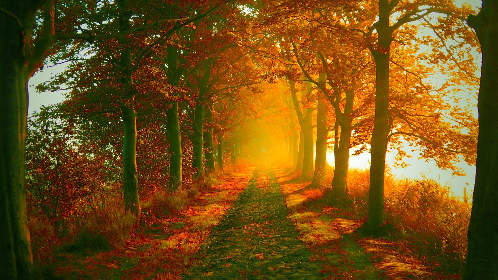 nature, Autumn, Paths Wallpaper