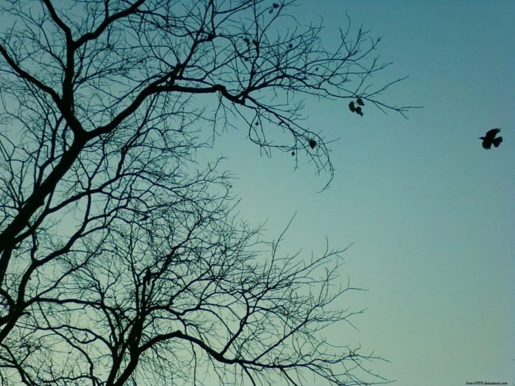 blue, Trees, Birds HD Wallpaper Desktop Background