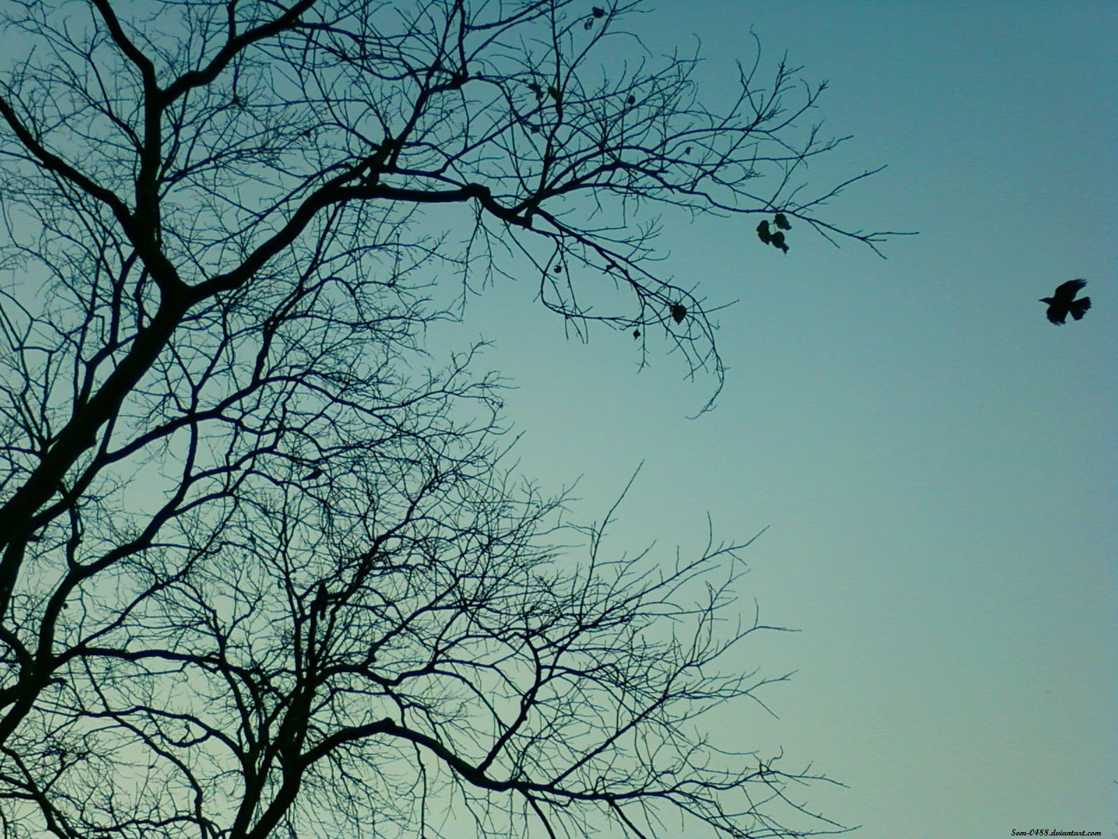 blue, Trees, Birds Wallpaper