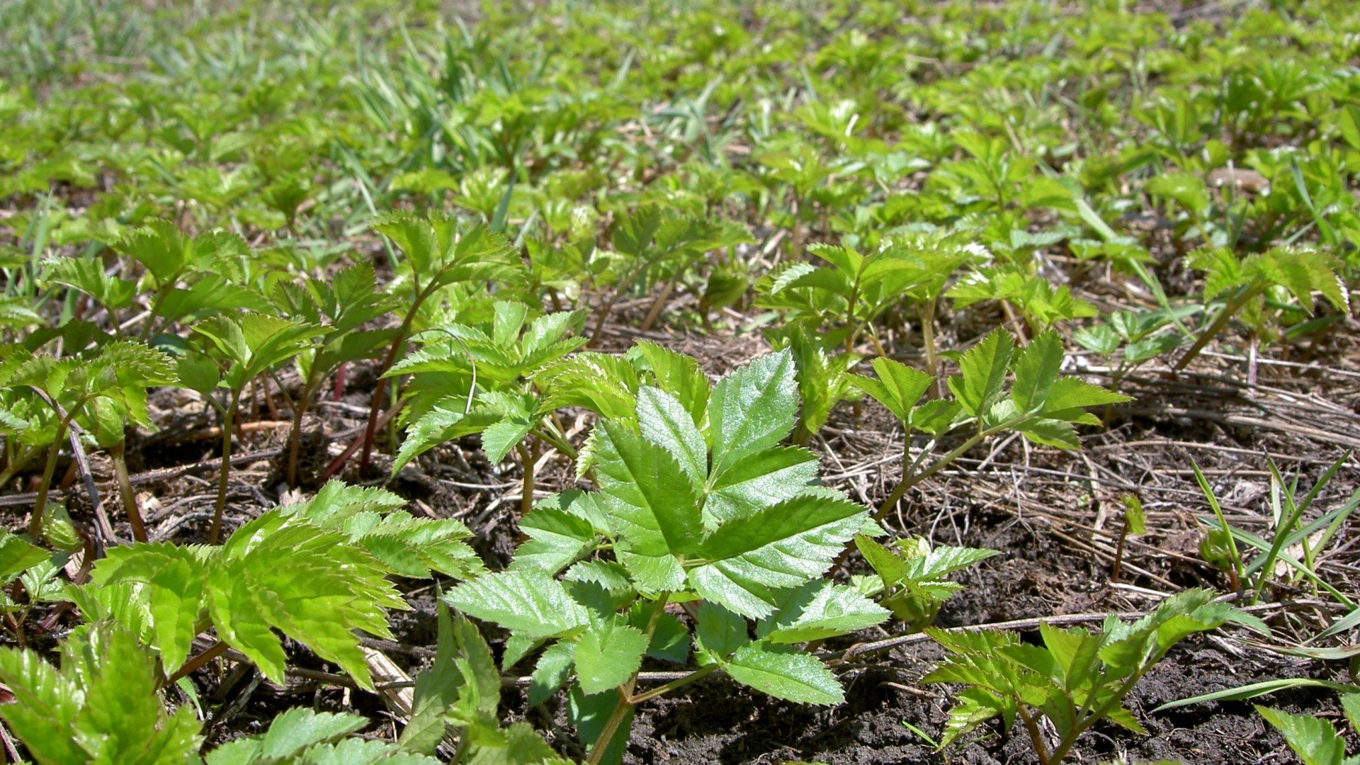 nature, Plants Wallpaper