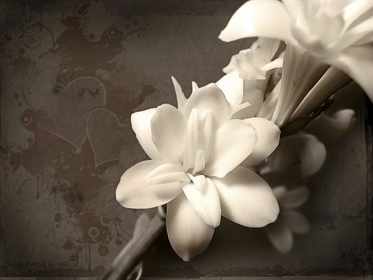 white, Flowers, Orchids HD Wallpaper Desktop Background