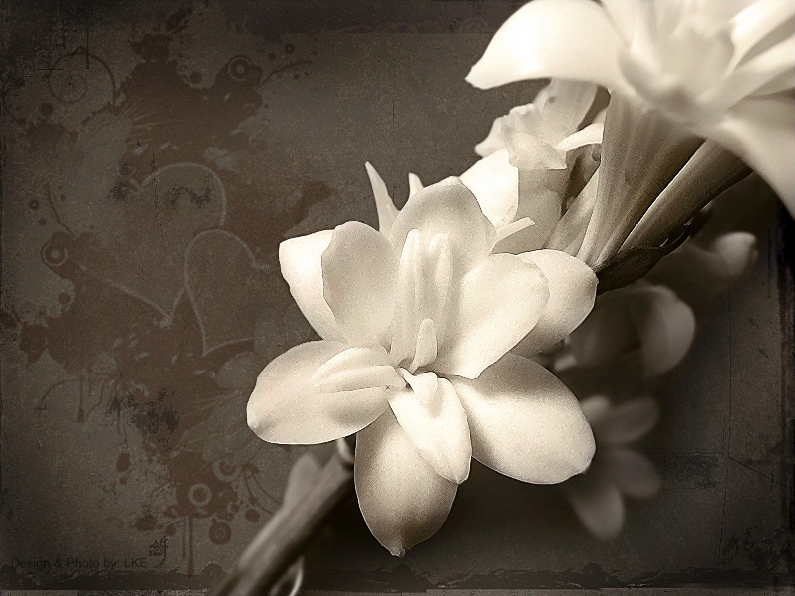 white, Flowers, Orchids Wallpaper