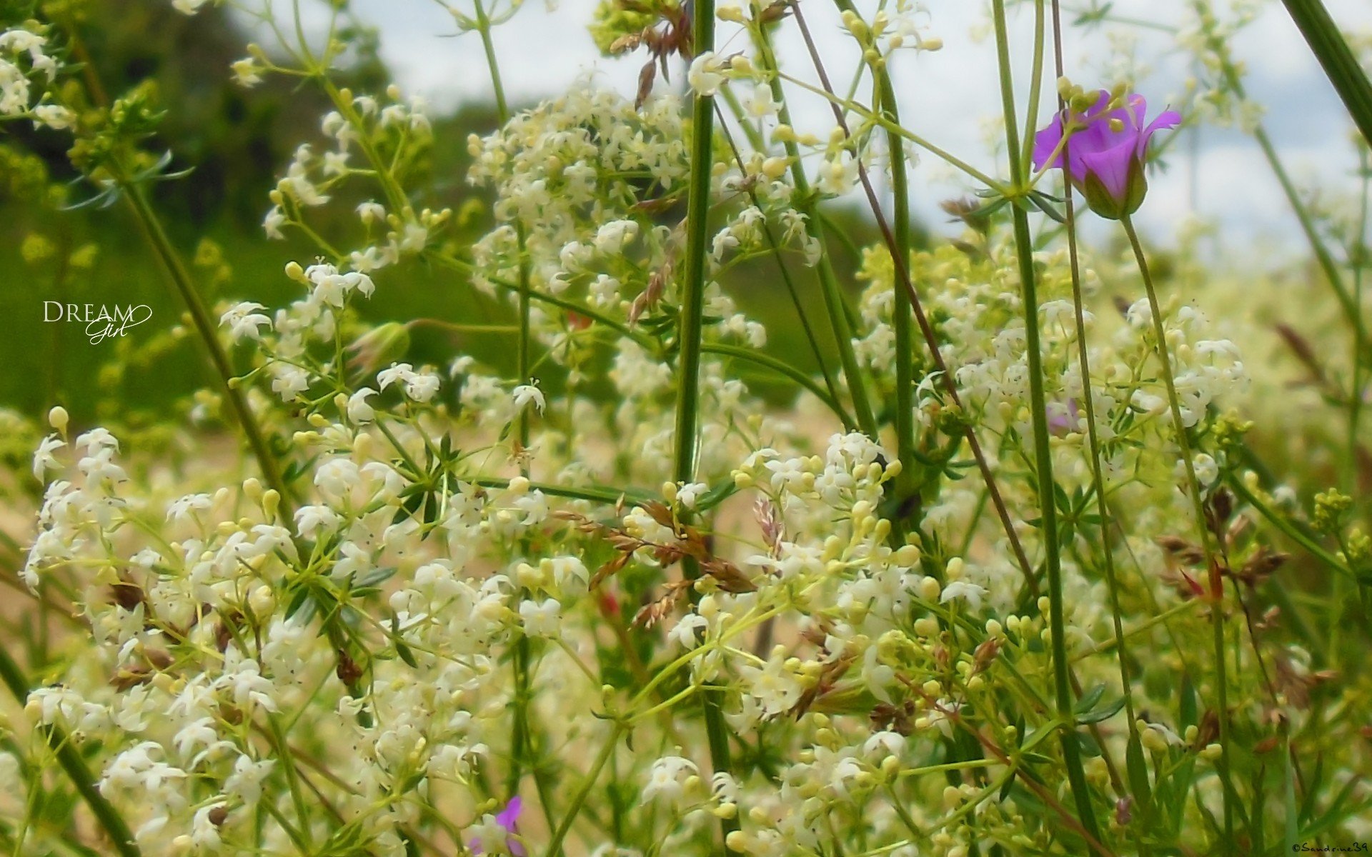 green, Flowers Wallpaper