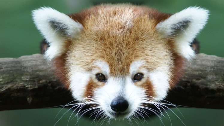 close up, Animals, Red, Pandas HD Wallpaper Desktop Background