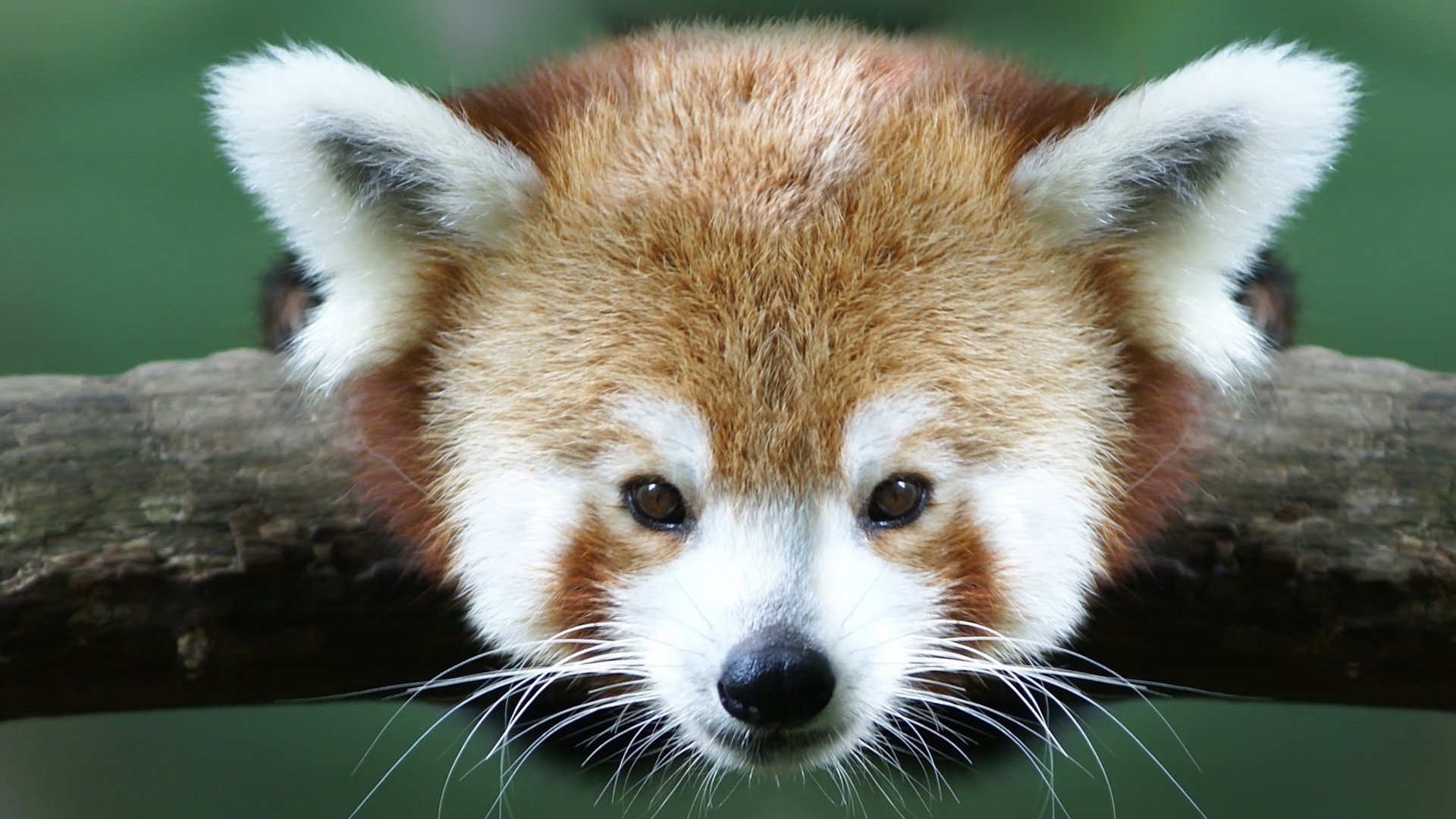 close up, Animals, Red, Pandas Wallpaper
