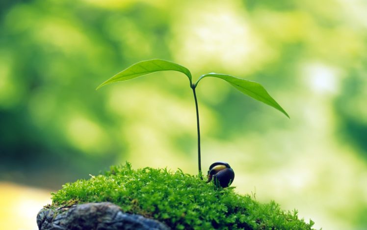 green, Nature, Plants, Bugs HD Wallpaper Desktop Background