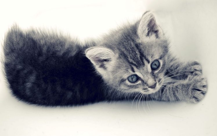 cats, Animals, Kittens, White, Background HD Wallpaper Desktop Background