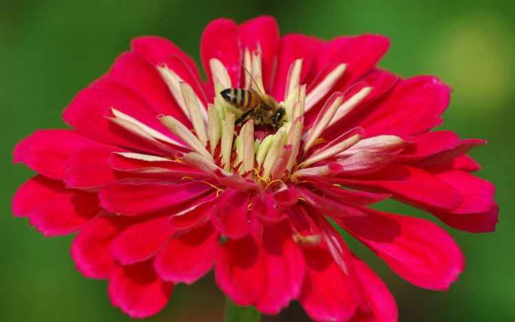 flowers, Insects, Bees HD Wallpaper Desktop Background