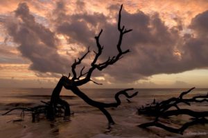water, Clouds, Landscapes, Nature, Trees, Branches, Driftwood