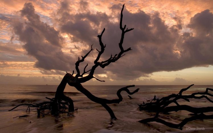 water, Clouds, Landscapes, Nature, Trees, Branches, Driftwood HD Wallpaper Desktop Background