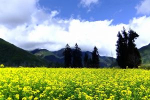 mountains, Clouds, Landscapes, Nature, Trees, Flowers, Hills, Yellow, Flowers, Skies