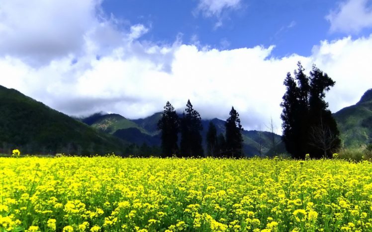 mountains, Clouds, Landscapes, Nature, Trees, Flowers, Hills, Yellow, Flowers, Skies HD Wallpaper Desktop Background