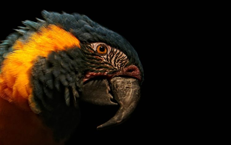 animals, Birds, Parrot, Tropical, Color, Face, Eyes, Stare, Feathers, Beak, Wildlife HD Wallpaper Desktop Background