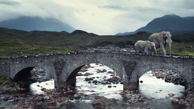 animals, Bridges, Elephants, Rivers, Isle, Of, Skye, Baby, Elephant, Baby, Animals HD Wallpaper Desktop Background