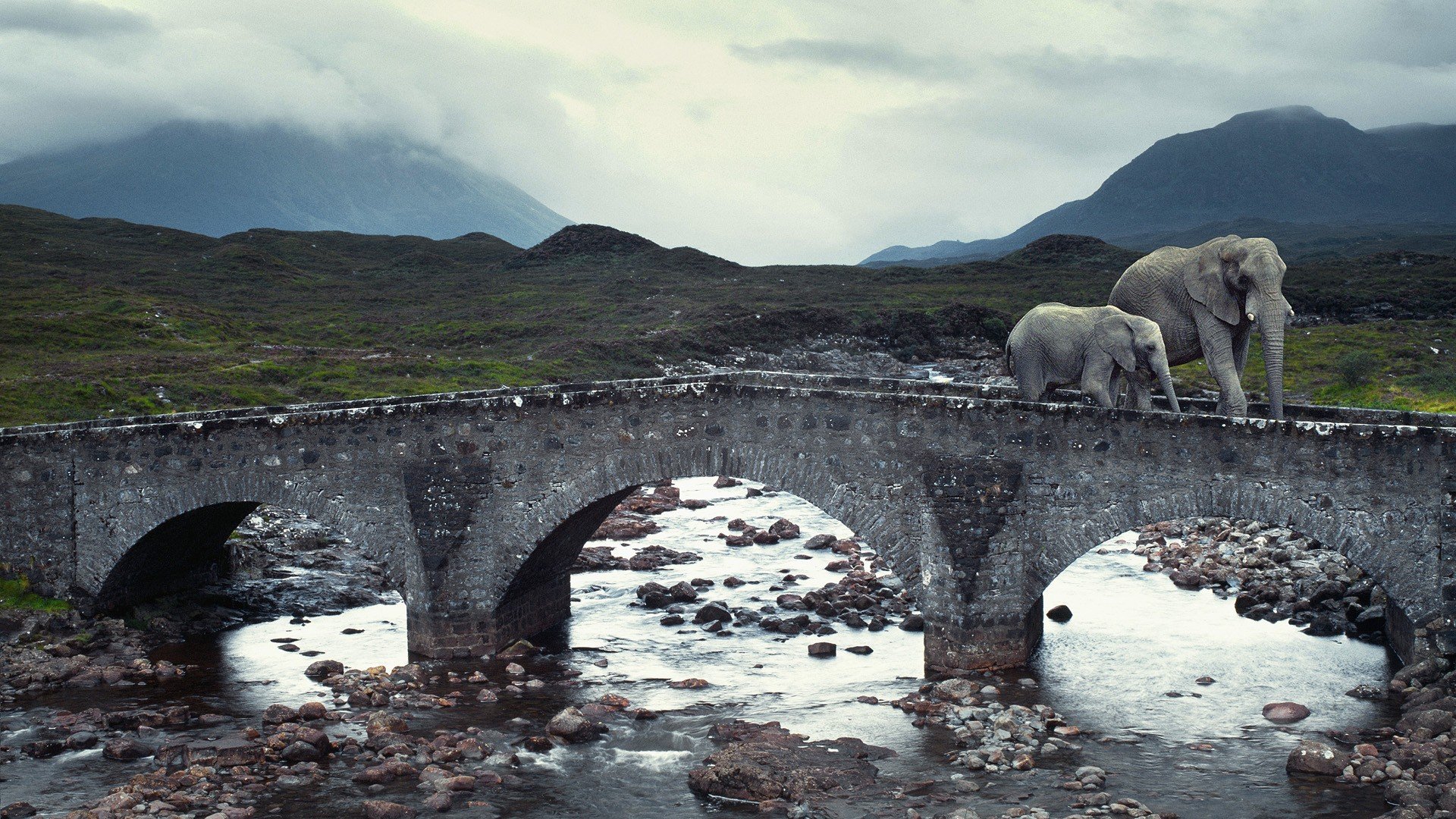 animals, Bridges, Elephants, Rivers, Isle, Of, Skye, Baby, Elephant, Baby, Animals Wallpaper