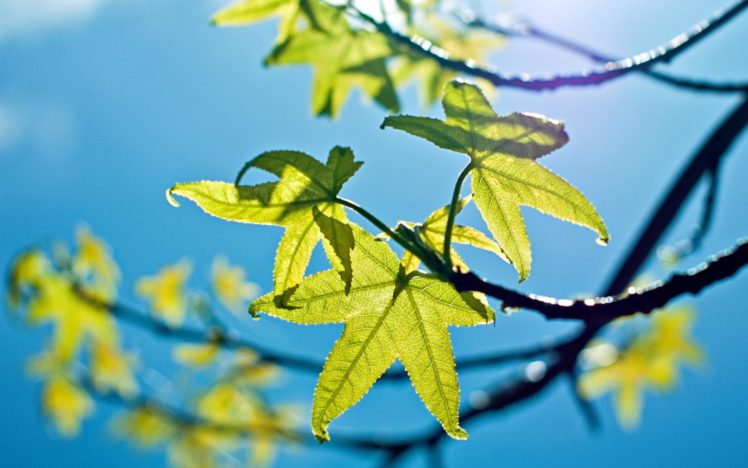 nature, Leaves, Trees, Branch, Limb, Spring, Sunlight, Light, Green, Seasons HD Wallpaper Desktop Background