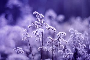 dandelions, On, A, Purple, Background