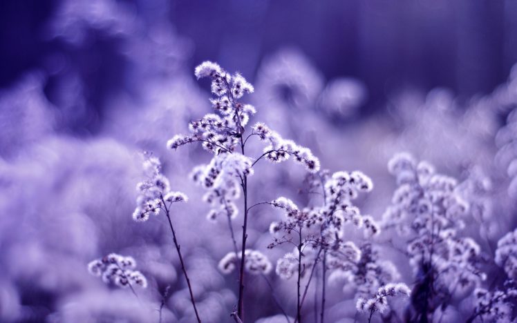 dandelions, On, A, Purple, Background HD Wallpaper Desktop Background