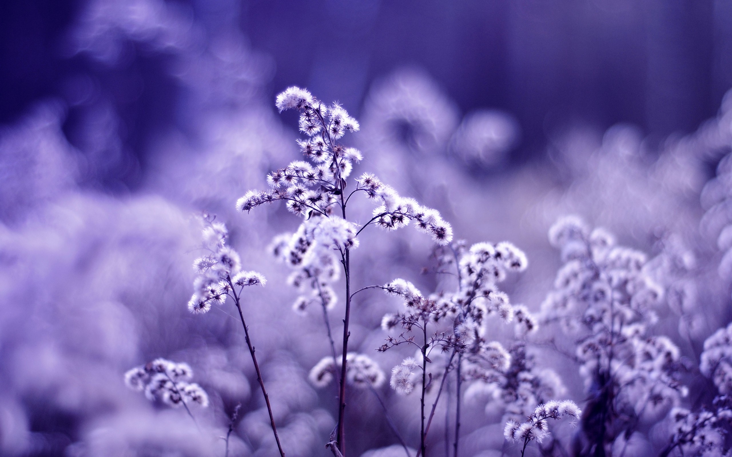 dandelions, On, A, Purple, Background Wallpaper