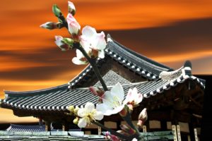 sunset, Cherry, Blossoms, Pagodas, Oriental, Pagoda
