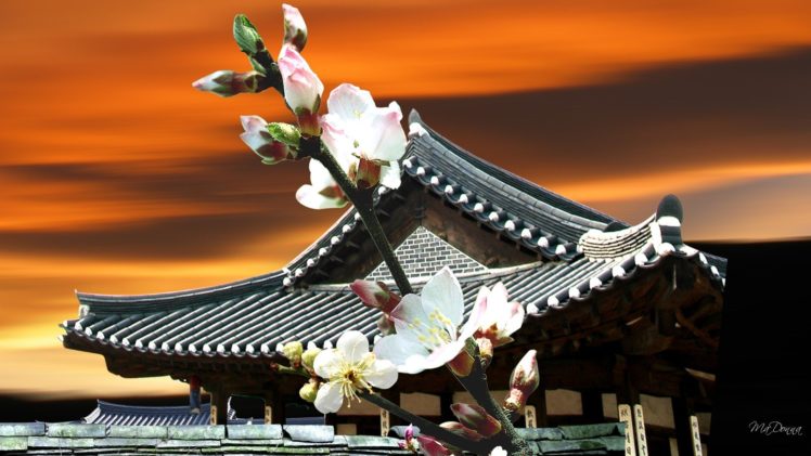 sunset, Cherry, Blossoms, Pagodas, Oriental, Pagoda HD Wallpaper Desktop Background
