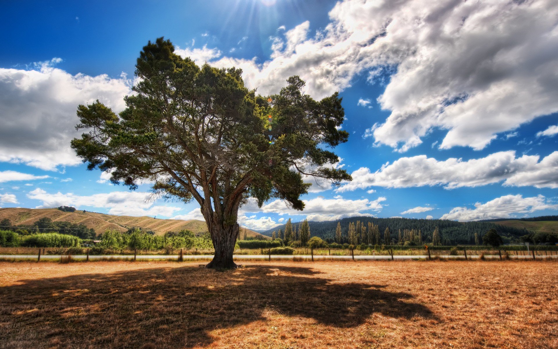 landscapes, Nature, Trees, Shade, Savannah Wallpaper