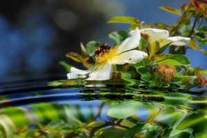 flowers, Leaves, Reflections, White, Flowers