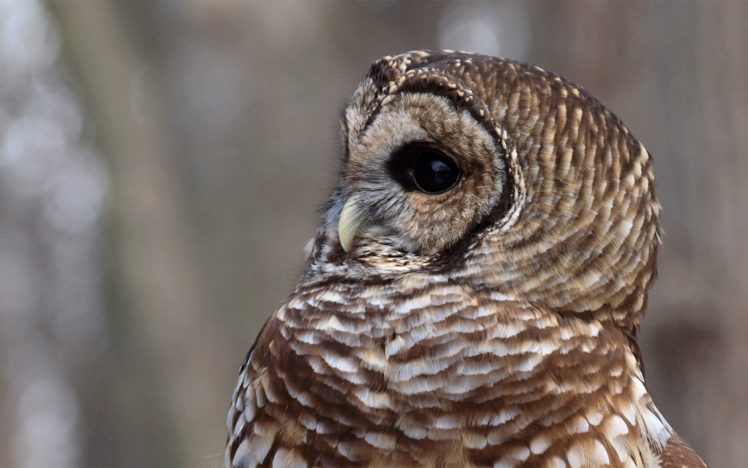 birds, Animals, Owls HD Wallpaper Desktop Background