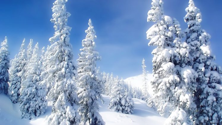 ice, Landscapes, Nature, Winter, Snow, Trees HD Wallpaper Desktop Background