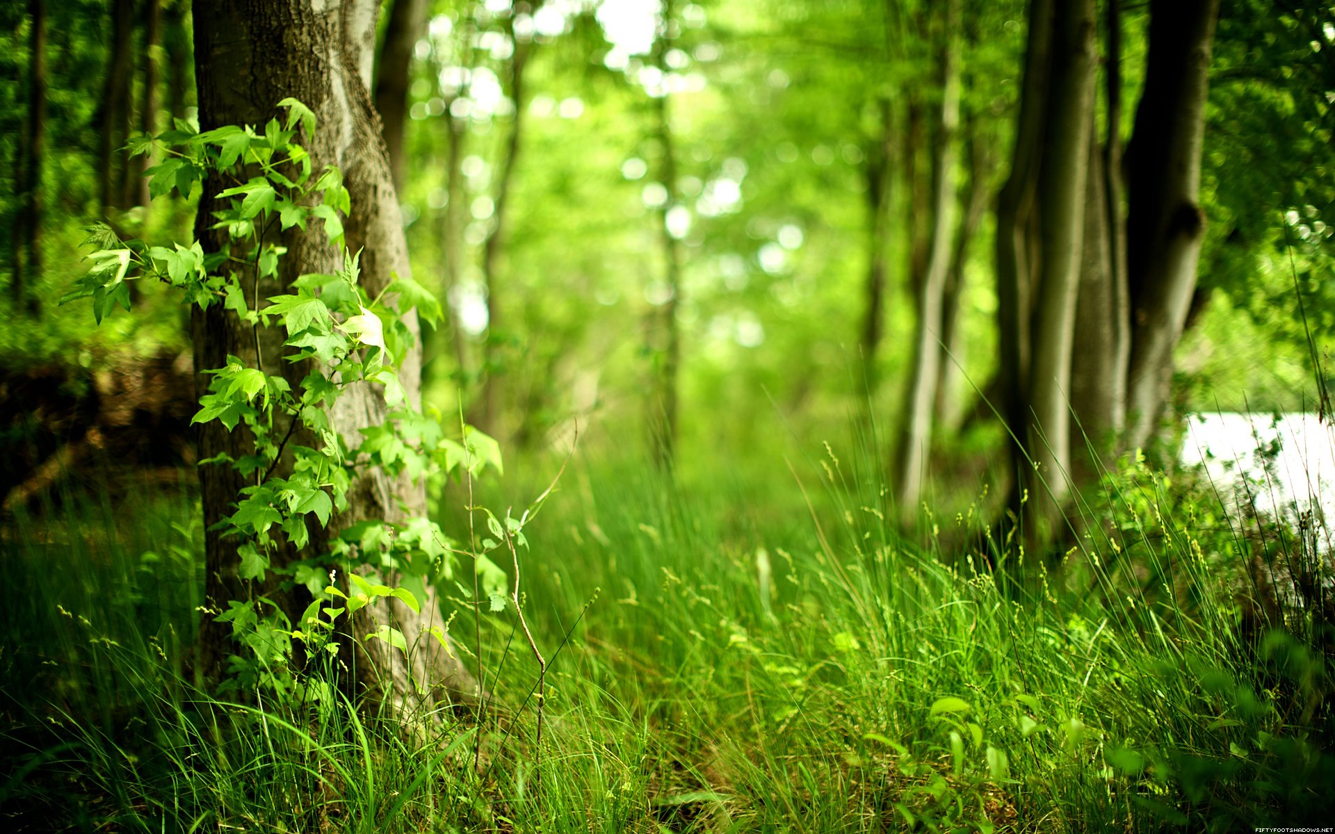 nature, Trees, Forests, Plants Wallpaper