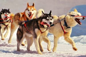 animals, Dogs, Husky, Cold, Team, Winter, Snow, Seasons, Sled, Face, Eyes, Whiskers, Paws