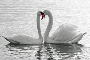 animals, Birds, Swans, Lakes, Pond, Water, Reflection, Love, Romance, Emotion, Feathers, Wildlife